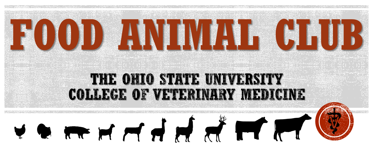 Ohio State Vet Med Bundle: Photo Prints, Carded Felted Raw Wool Rug, FAC Merch